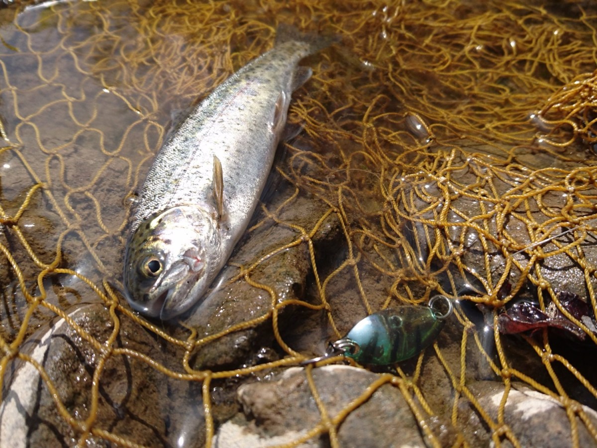 初心者でも釣れる！トラウト釣りにおすすめのルアー3選