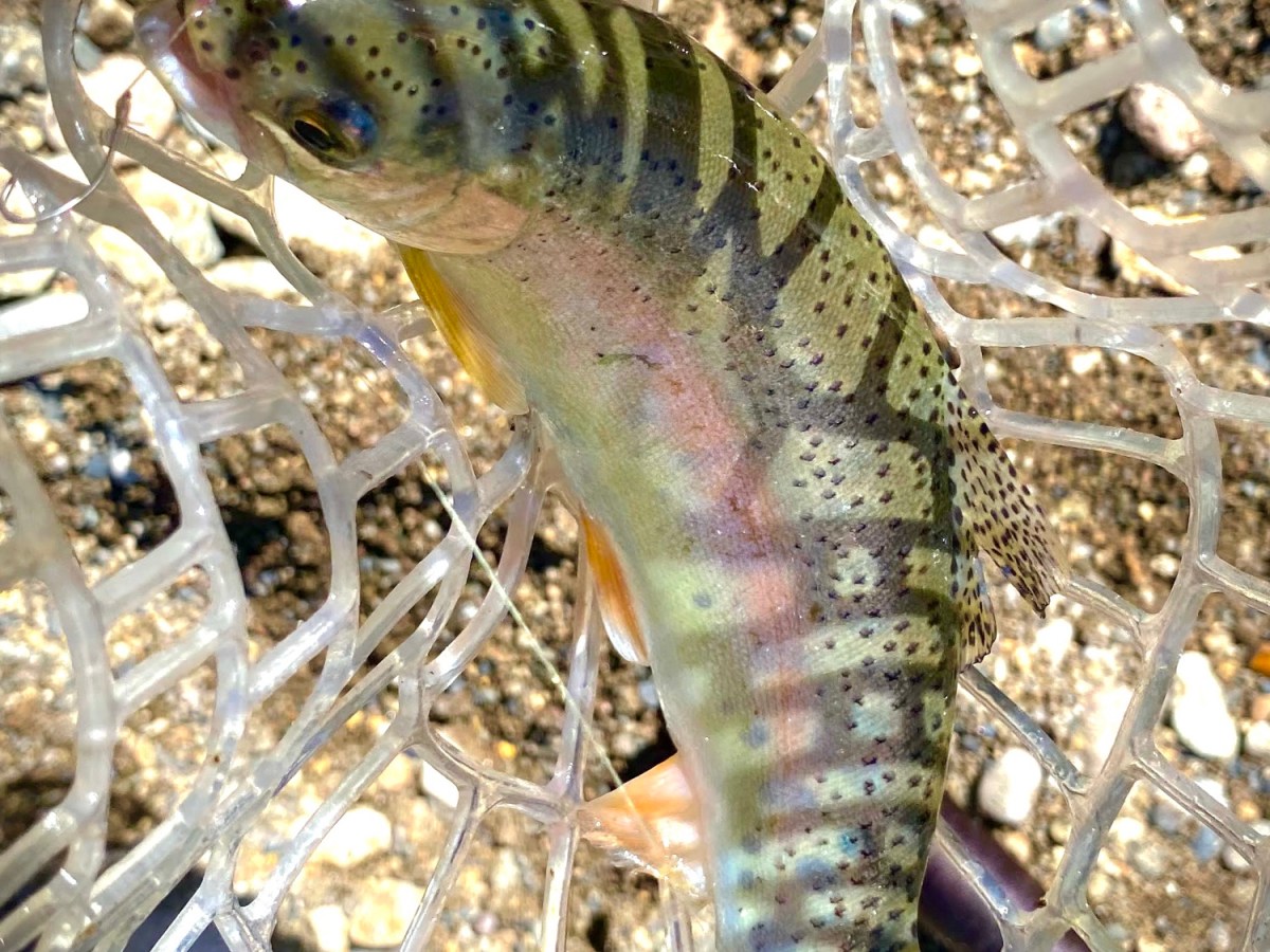 トラウト釣りとは？初心者が最初に知るべき基本を北海道目線で解説