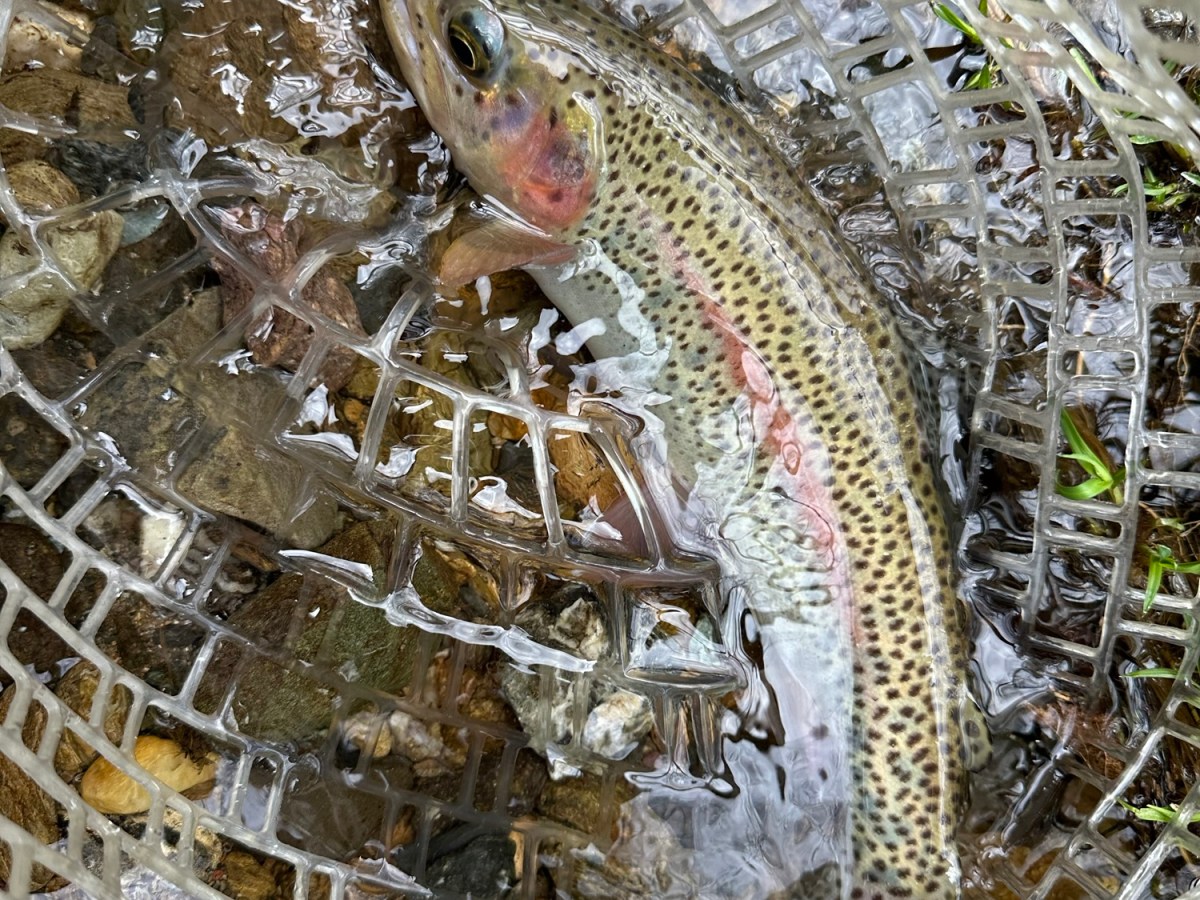 【初心者向け】トラウト釣りで「あると便利」な小物4選