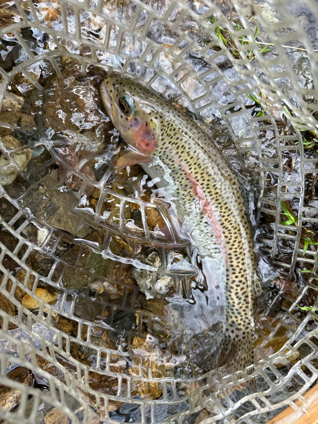 【初心者向け】トラウト釣りで「あると便利」な小物4選